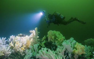 Glass Sponge Reef Protection in Howe Sound