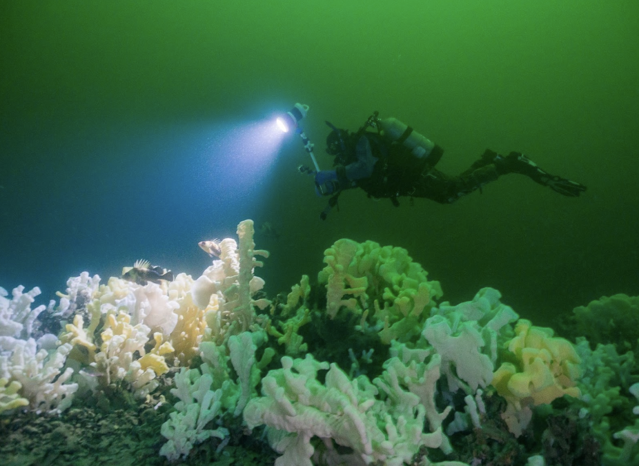 Glass Sponge Reef Protection in Howe Sound