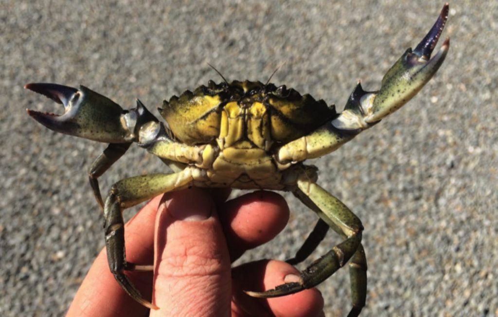 Eur-Green-Crab-Jeff-Adams-2-1024x652