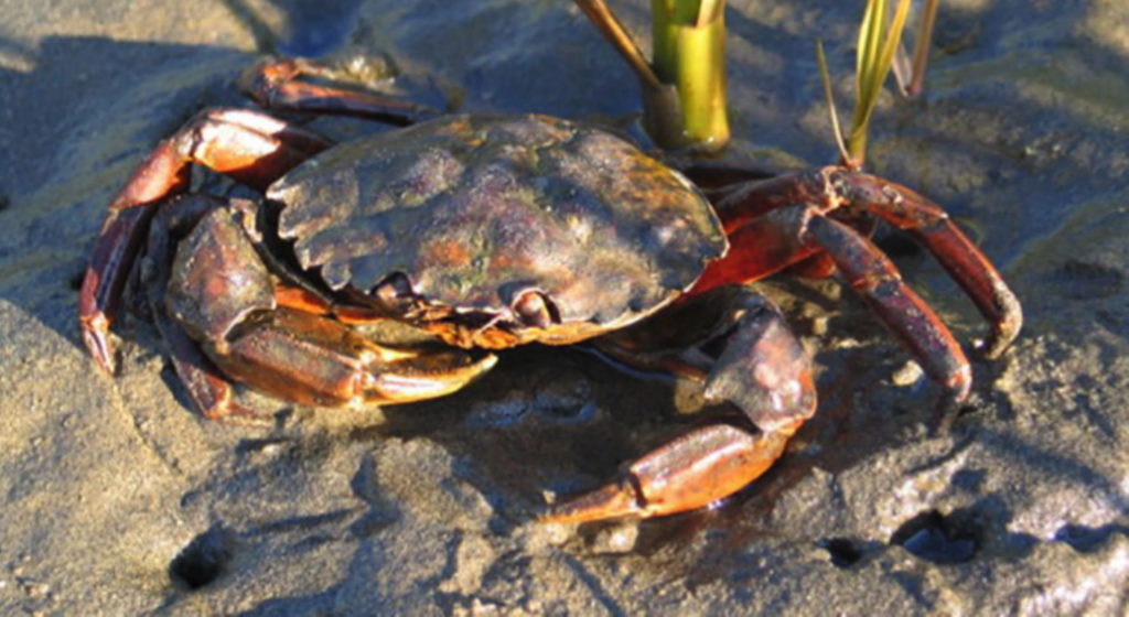 Eur-Green-Crab-Jeff-Adams-3-1024x560